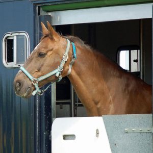 Horsebox trailer licence