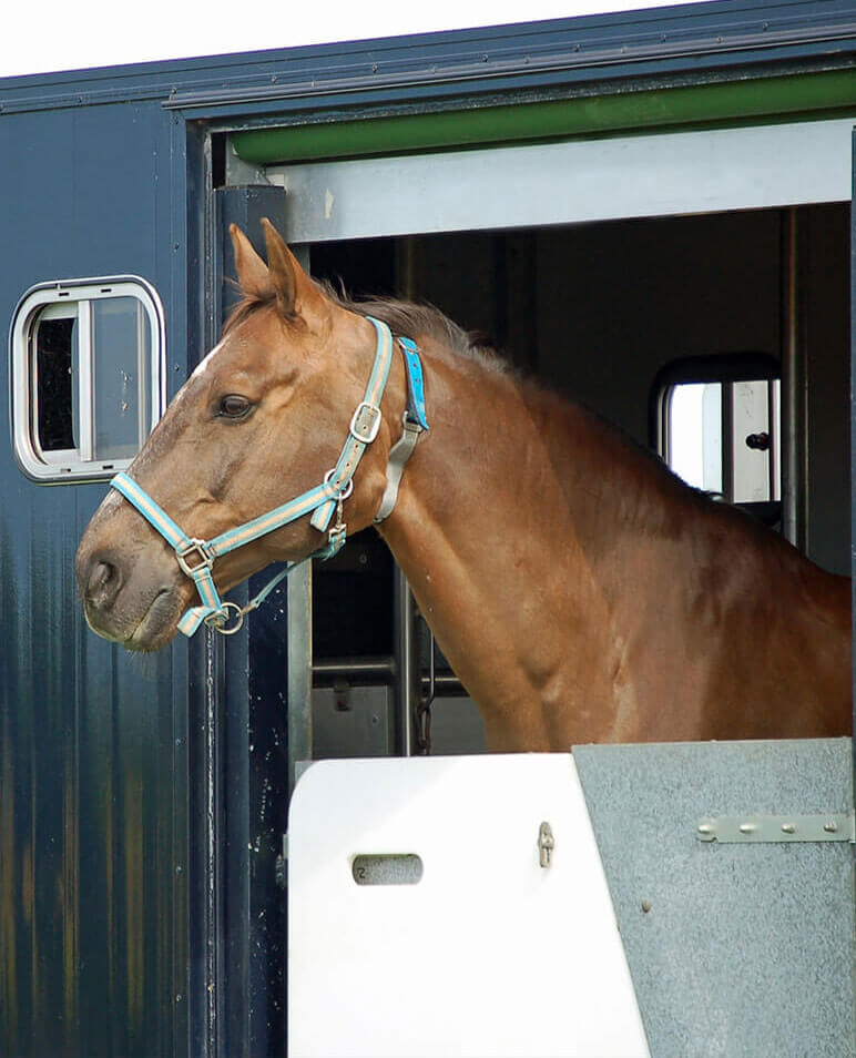 Horsebox Driver